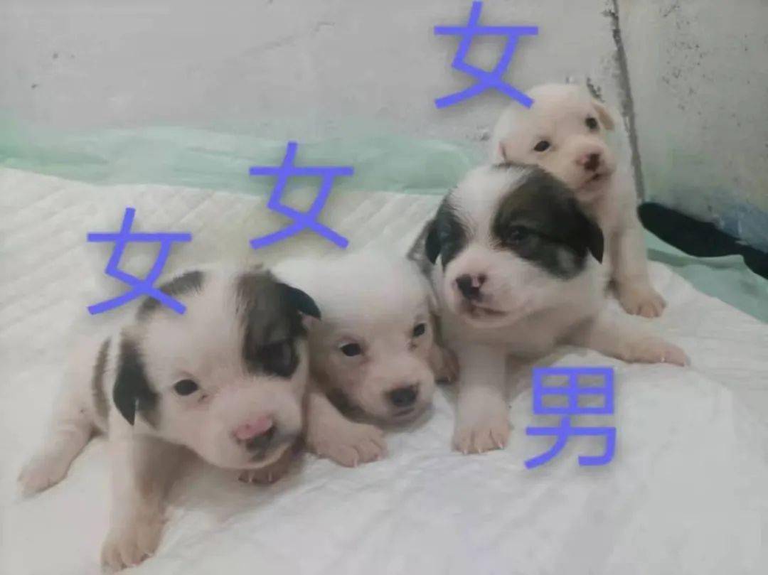 5c84db0cbcc348dd88f50643926506cc.jpeg
