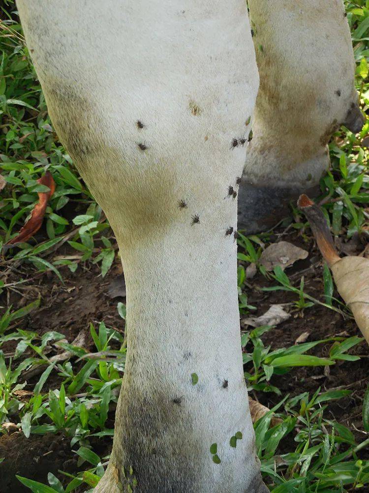 咬人超痛的苍蝇在多伦多出没!像蚊子一样吸人血,狗狗也不能幸免!