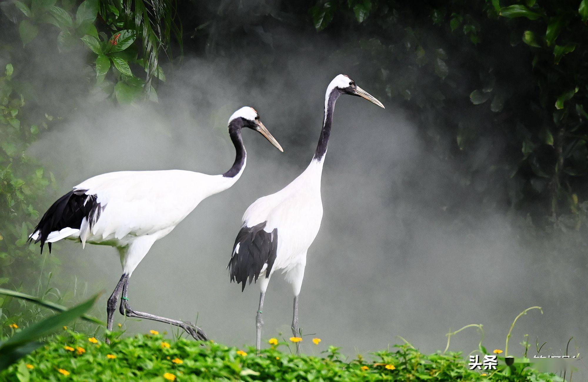 仙鹤之美共赏中