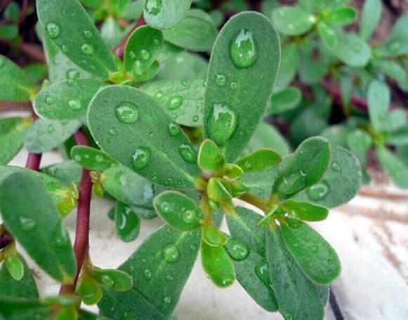 这种野菜到处都是,居然还是白发克星!可惜很多人都不知道…_马齿苋