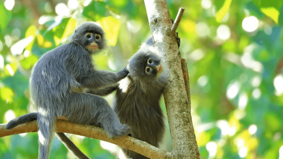 西双版纳热带雨林动物图片