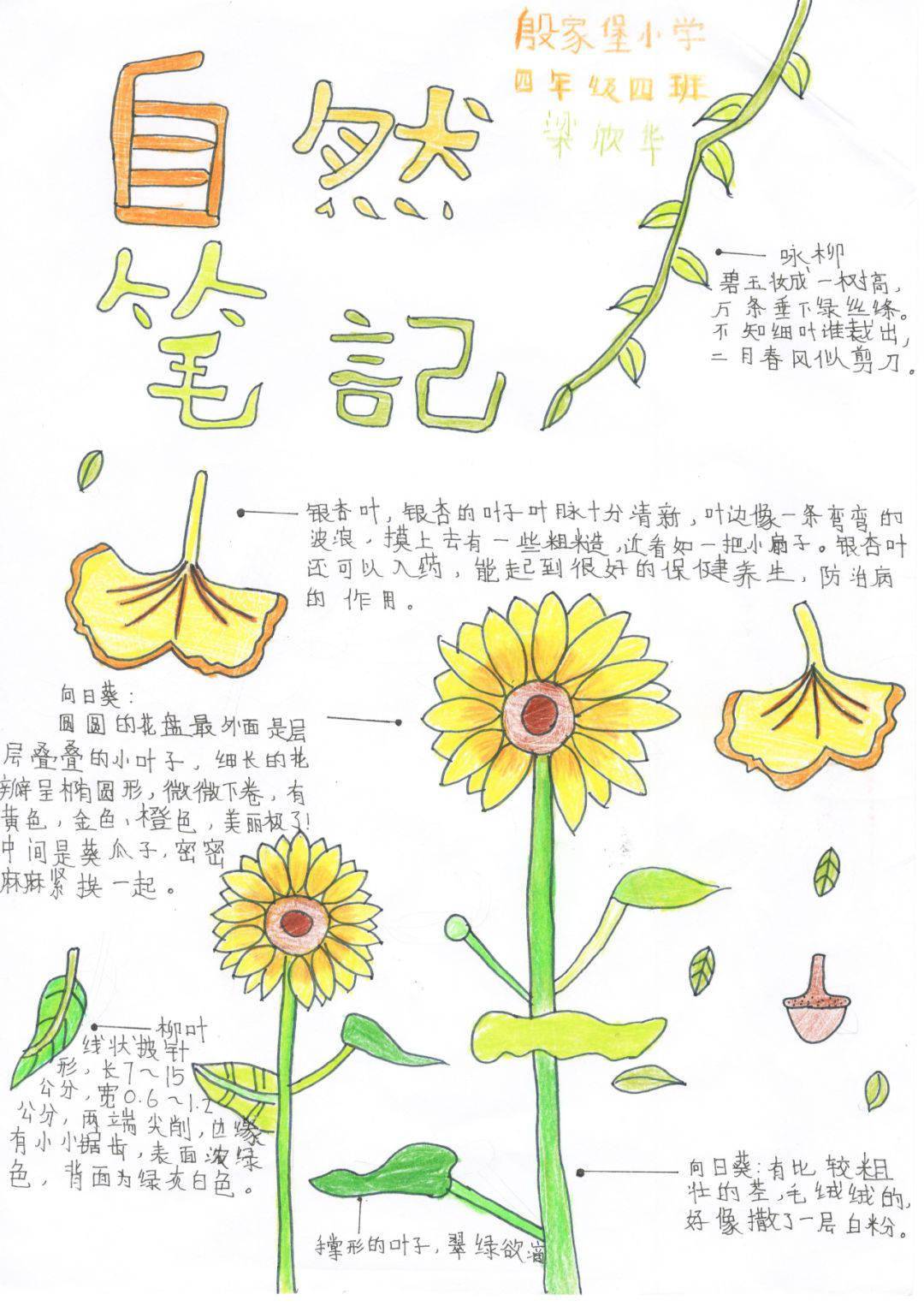 生物多样性看山西自然笔记大赛作品展四