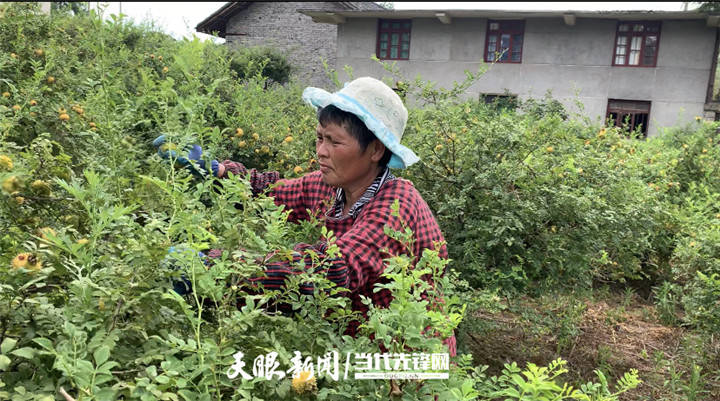 年产鲜果1.6万吨!龙里:刺梨喜丰收 统购统销助增收_农户