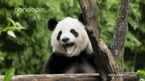 熊猫:蚩尤是骑我们打仗才输的?这锅我可不背!_手机搜狐网