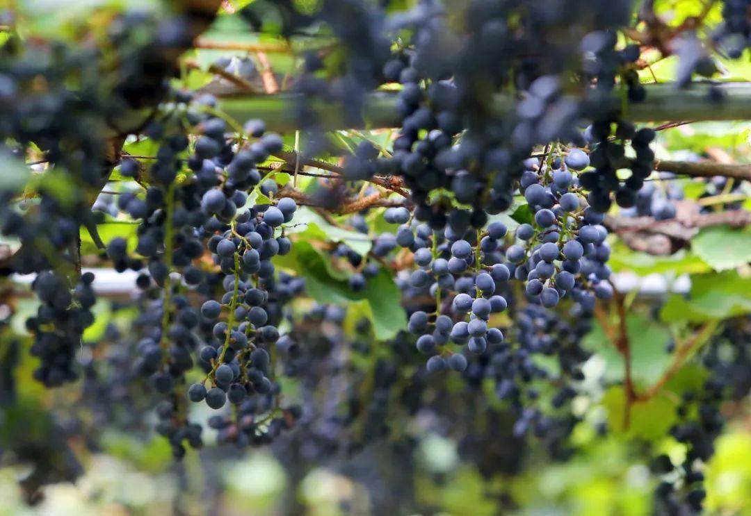 一口透心甜这里的野生葡萄大量上市了还不快来尝新鲜葡萄酿醇香美酒