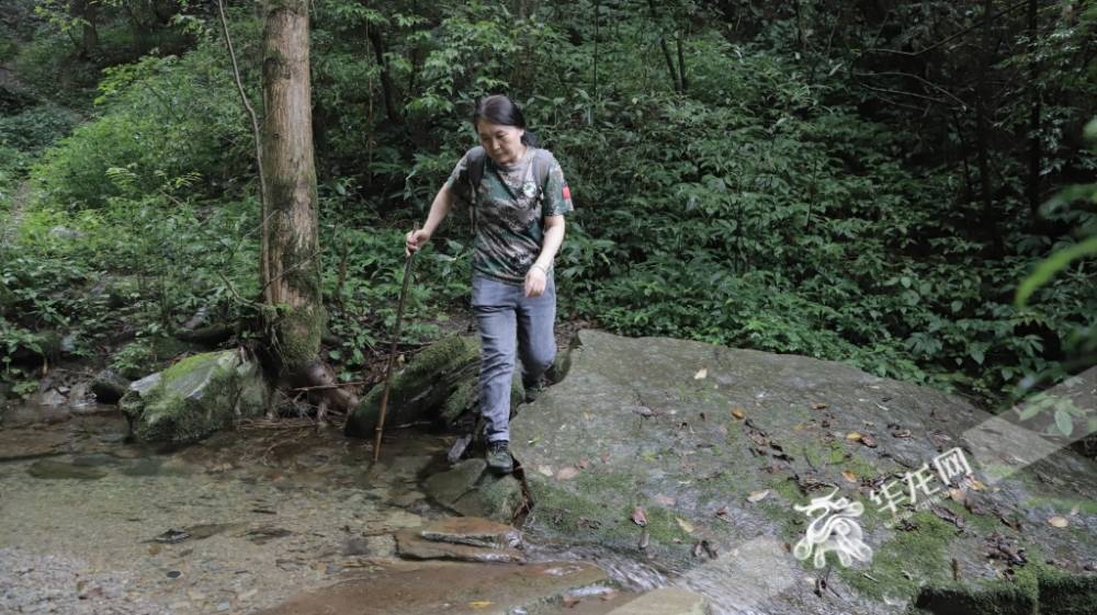 32年，她在悬崖峭壁“历险寻杉”