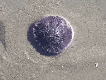 科普知识数千只沙币被冲上海滩死亡沙币究竟是个什么动物有趣的知识点