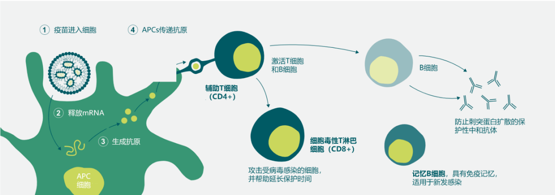 揭秘mrna疫苗成功上市是偶然还是必然