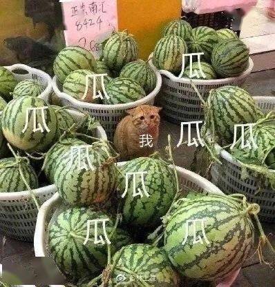 吃瓜表情包今天你吃瓜吃撑了吗