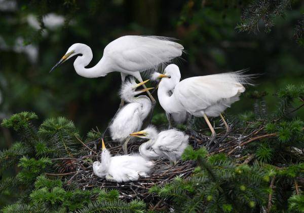象山白鷺的 中國日記 遊戲三人組攻略