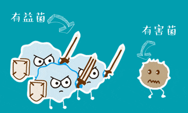 益生菌可以凝集有害菌,将它们通过刷牙,漱口的方式