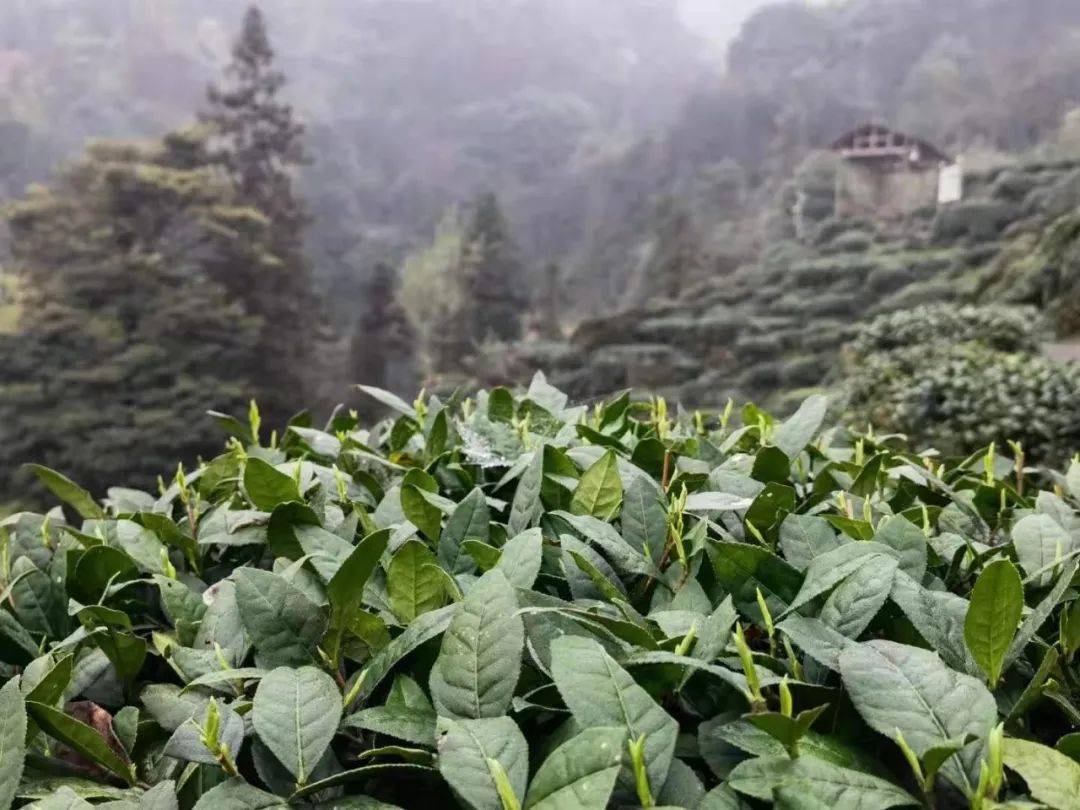 暑期"三下乡" | 古道茶芳