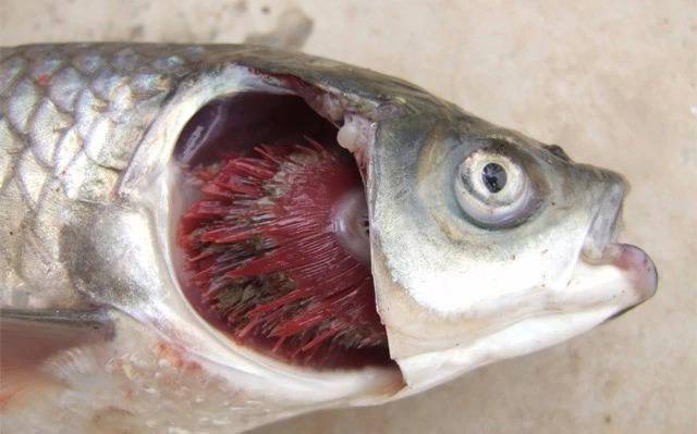 鱼多久会缺氧 a915d7b9ec6b4d22b5b7005bf29558c5.jpeg