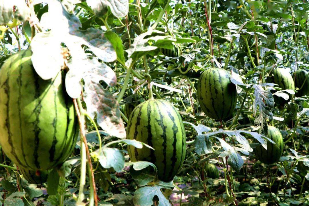 甘肃民勤:棚间种"吊瓜" 经济效益佳