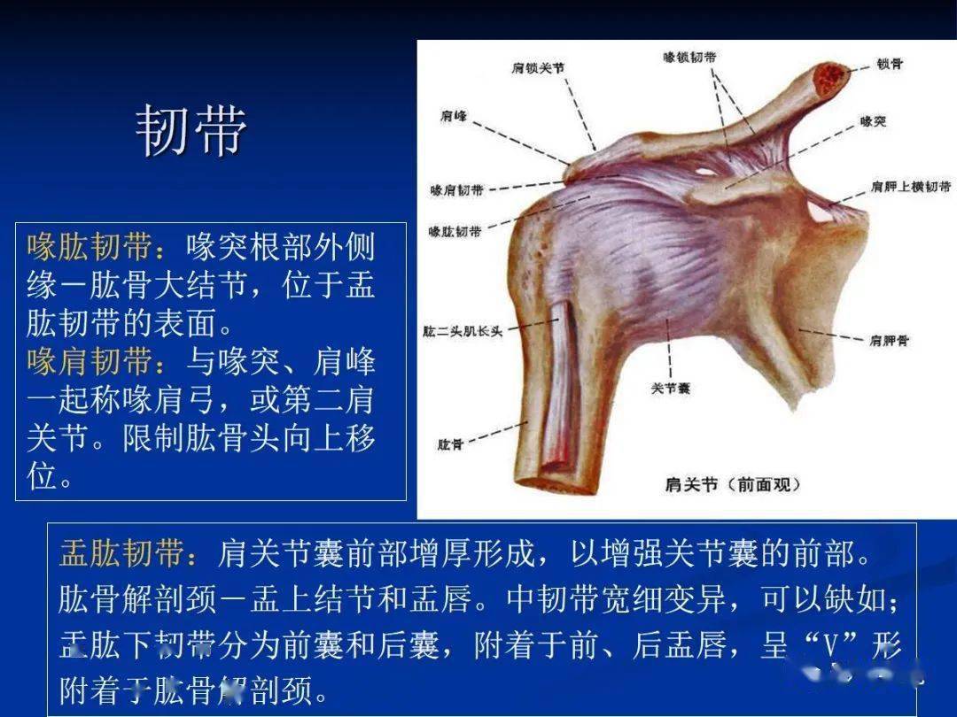 【经典】肩关节撞击和肩袖撕裂高清图解肩袖撕裂类型