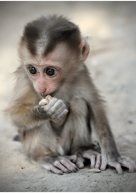 湄公河的巨型鱼类丝尾鳠湄公河巨鲇巨型黄貂鱼巨暹罗鲤湄公河分支众多