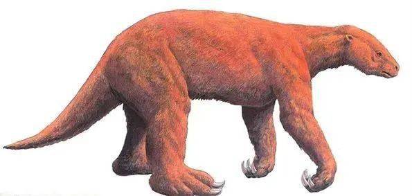 懒兽不止树懒还有地懒海懒