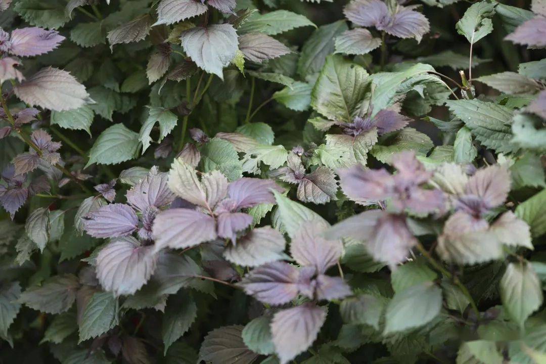 紫苏自由,白苏自由,回回苏自由