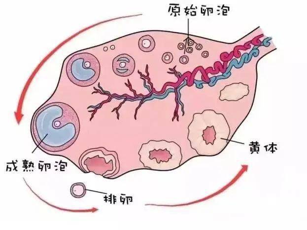 排卵障碍怎么办