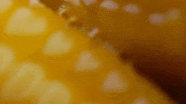 刘占文|太好吃了!不愧是获得金奖的玉米