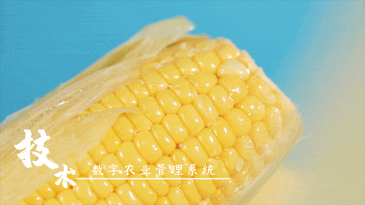 刘占文|太好吃了!不愧是获得金奖的玉米