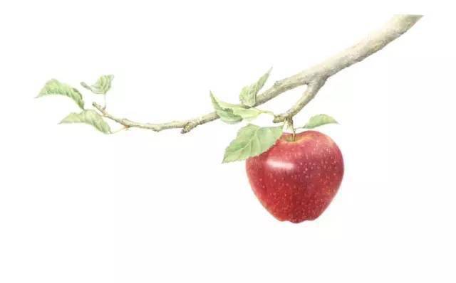 《苹果树》没想到吧好大一棵苹果树太棒啦接下来我们再来看看绘画过程
