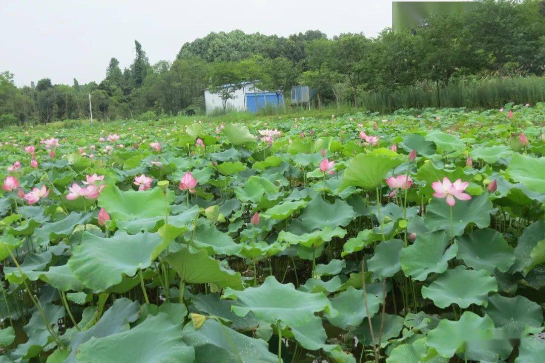 新面貌,带你走进高安中专(大城校区)!