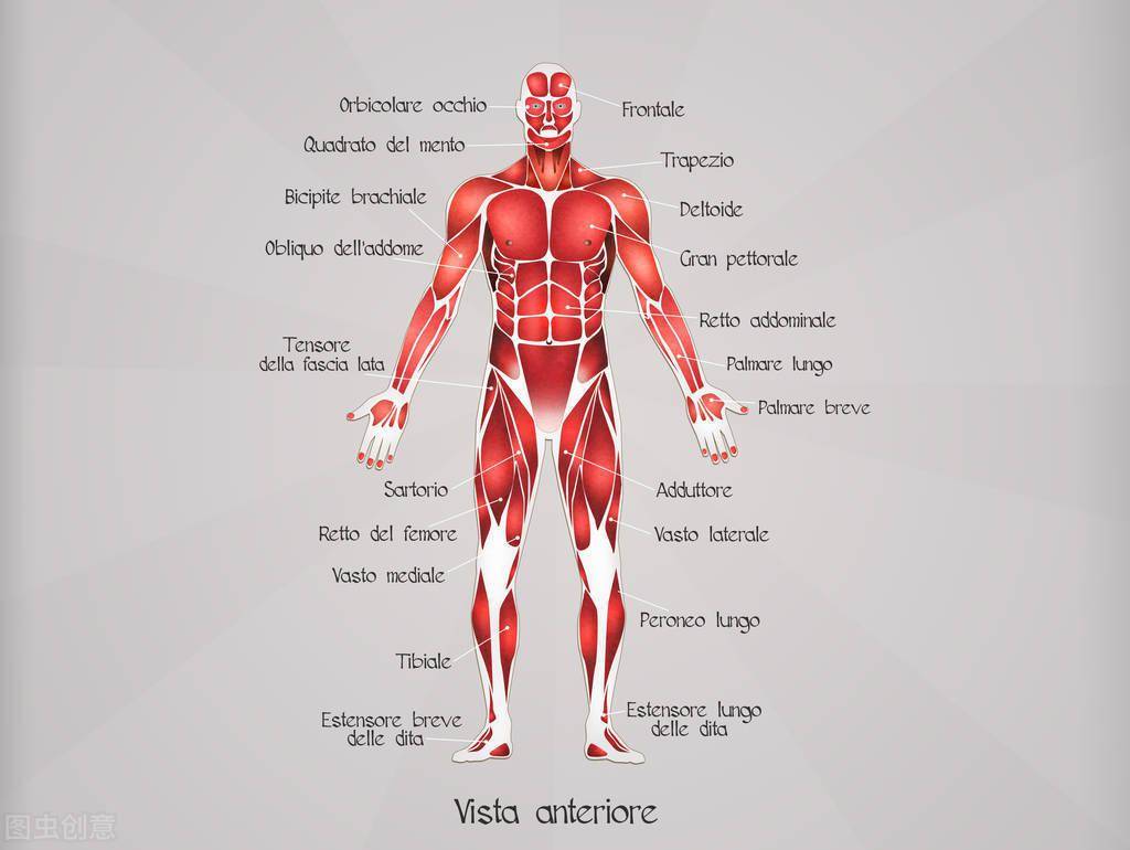 人的身体是由什么构成的？_搜狐网, image size:1024x770