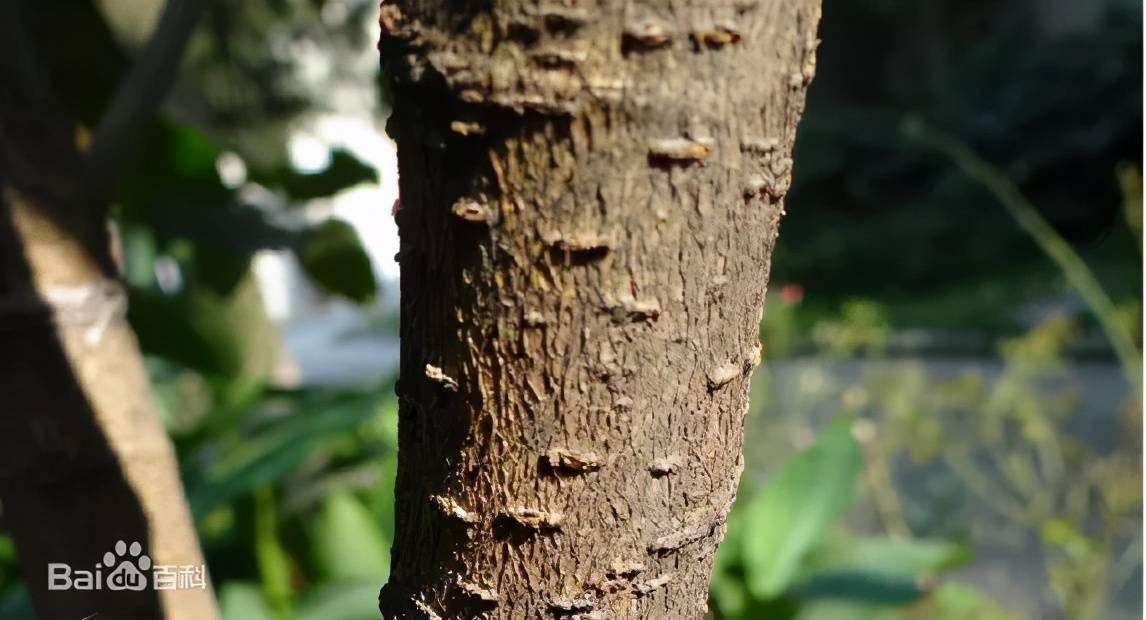 桑瘿桑树的木材,也可入药,把桑木烧成灰,叫桑柴灰.