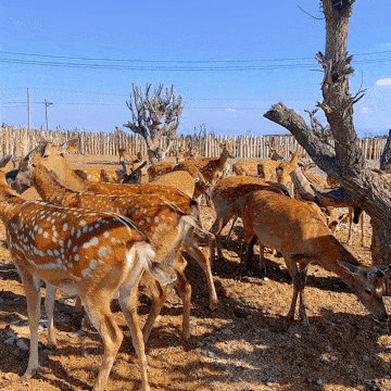 特色养殖 致富有“鹿”——兵团网邀您一起来探“鹿”(图3)
