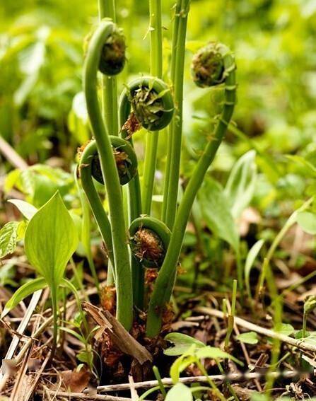 植辨丨这些常见的蕨类植物 你不一定叫得出名字 孢子