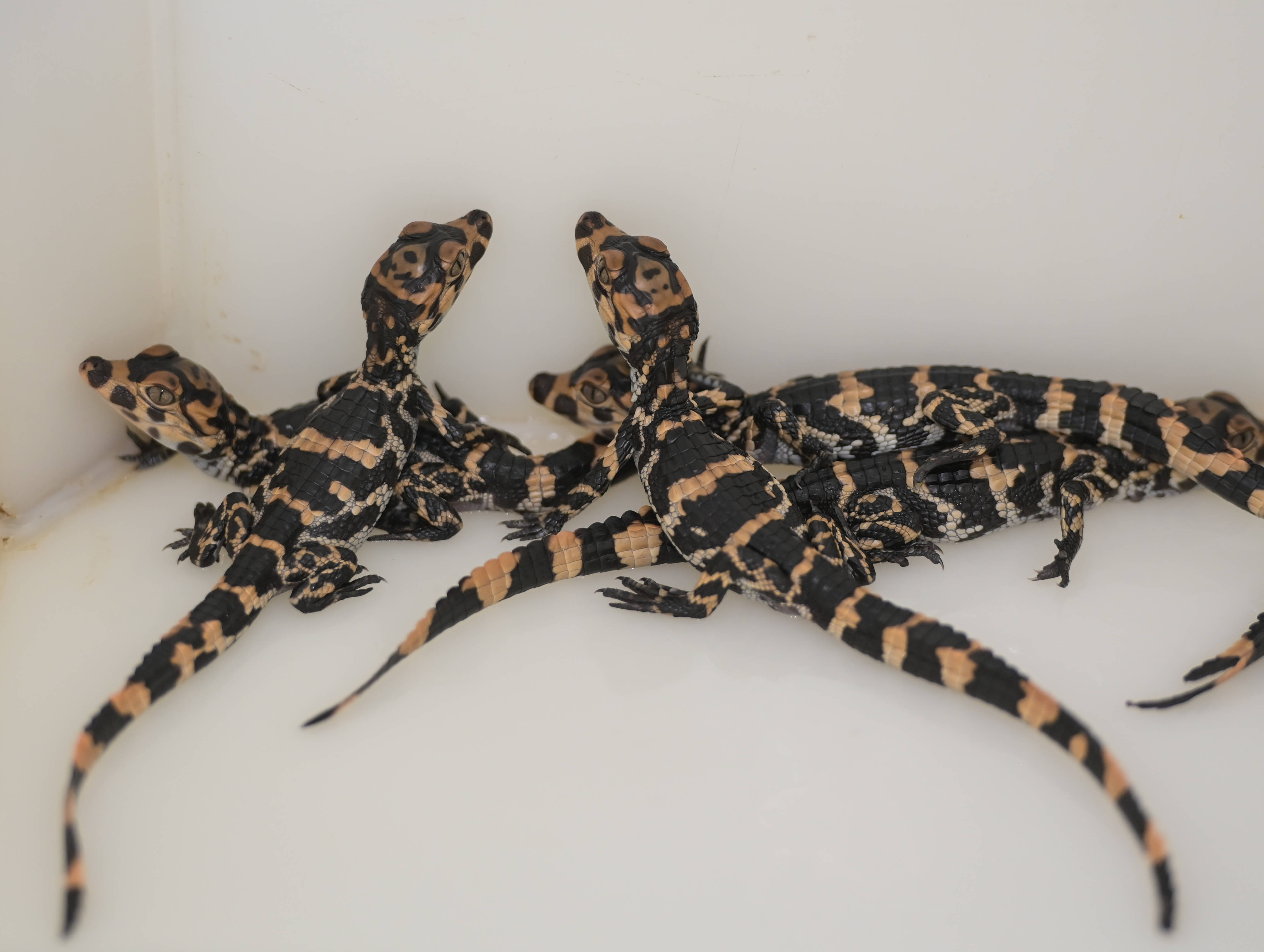 安徽:扬子鳄陆续出壳