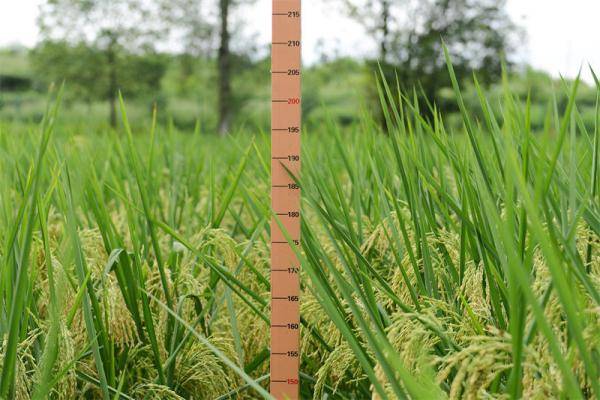 这批巨型稻平均每蔸水稻植株高2米左右,吸引不少民众前来观赏
