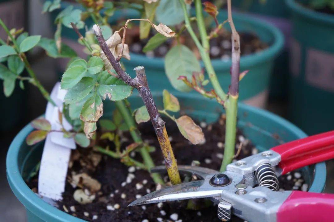 整根都枯萎的枝条要在根部剪去,以免导致月季枯枝的病害扩散给健康的