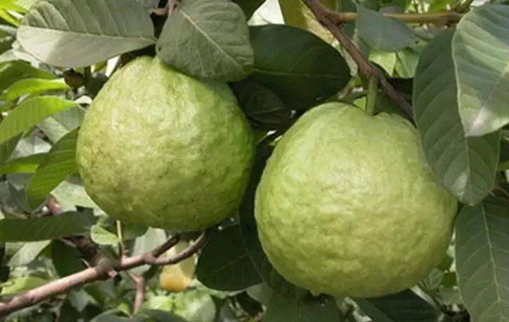 儿时的回忆,鱼塘边的"鸭屎桃"