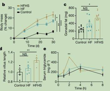 长度|奶茶催人胖：果糖使肠道绒毛增长40%，促进营养吸收