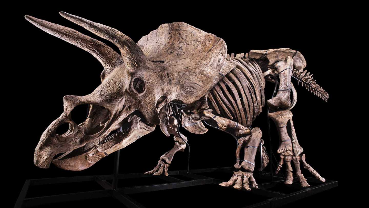 颈盾|世界上最大三角龙化石“大约翰”将被拍卖