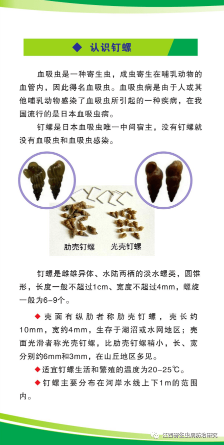 钉螺吃哪个部位示范图图片