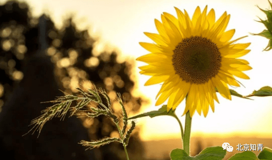 最好的运气是善良 3ef04a4f48304a2ab0037b47bc6f55a7.png