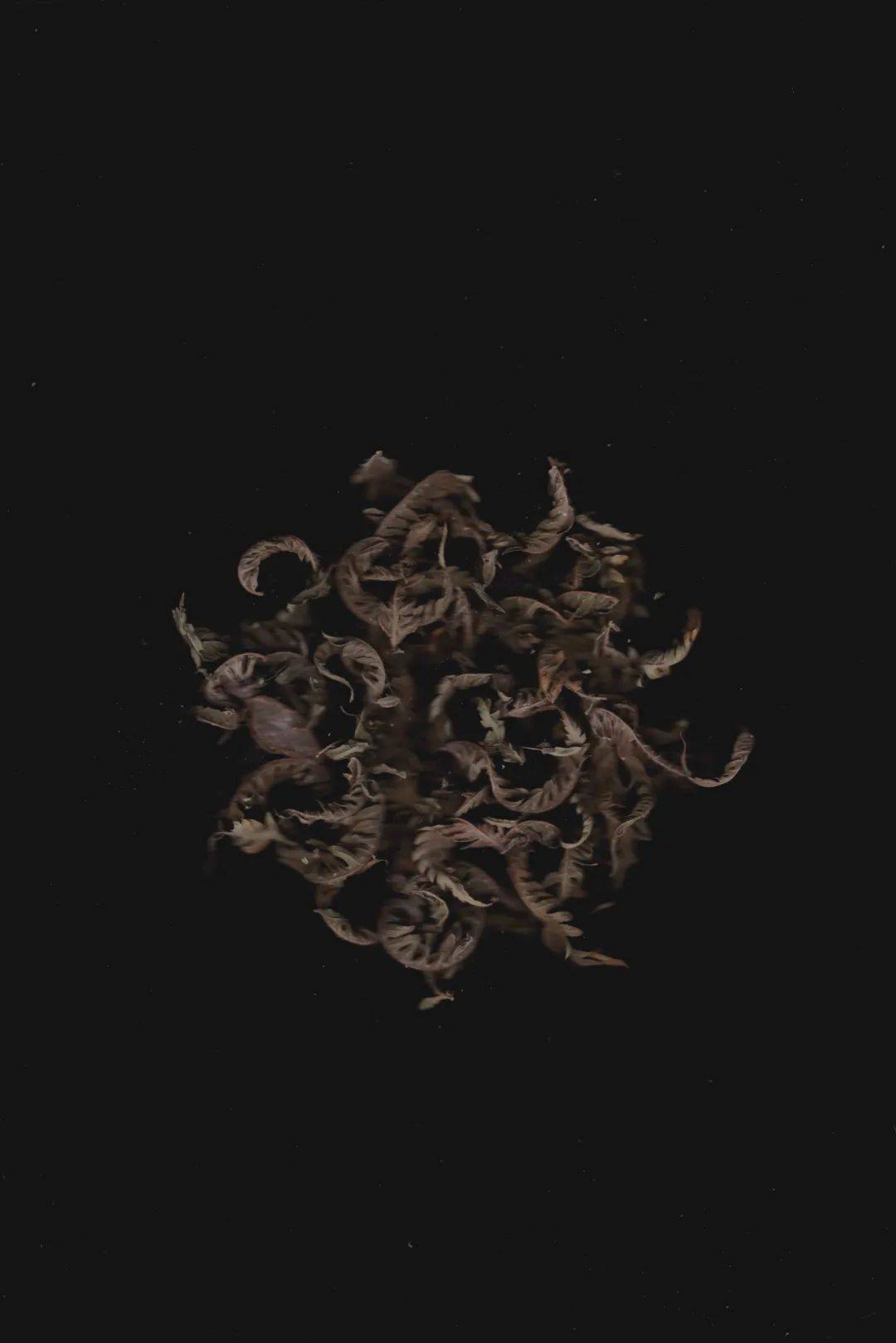 量子|量子观察者（2011-2021）：送另一个我去另一个宇宙
