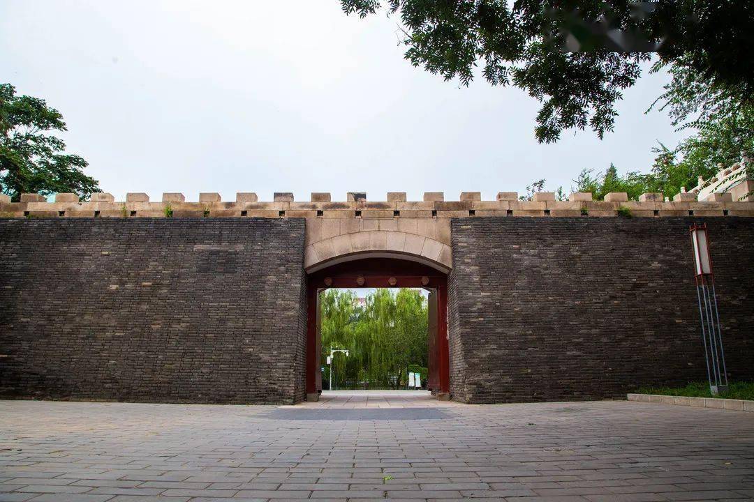 古树游记元土城遗址公园古楸树
