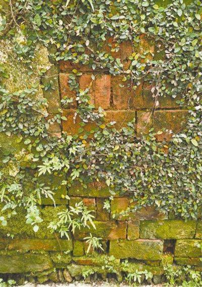 红土|深巷里的老墙