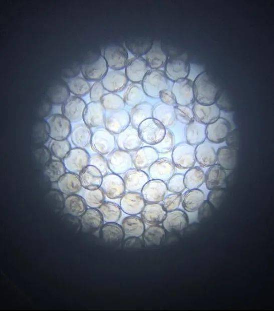 海水珍珠显微镜下图片