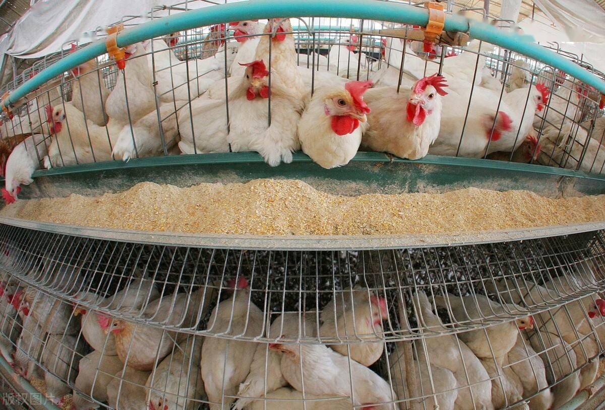 肉鸡产能扩张下肉鸡养殖户面临着这些问题与挑战出路在哪里