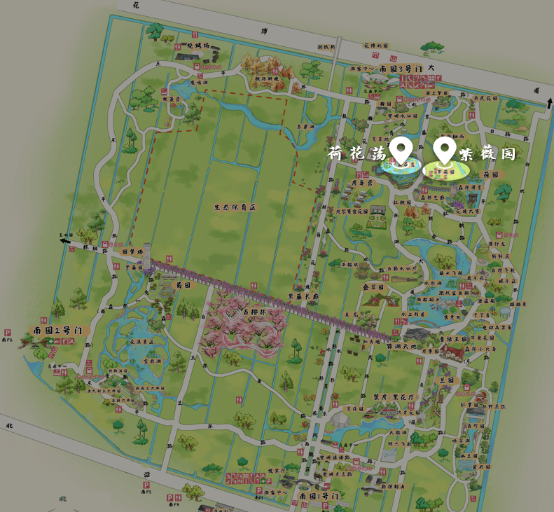 千年紫薇的绽放有多美?崇明这个公园里正在"上演"