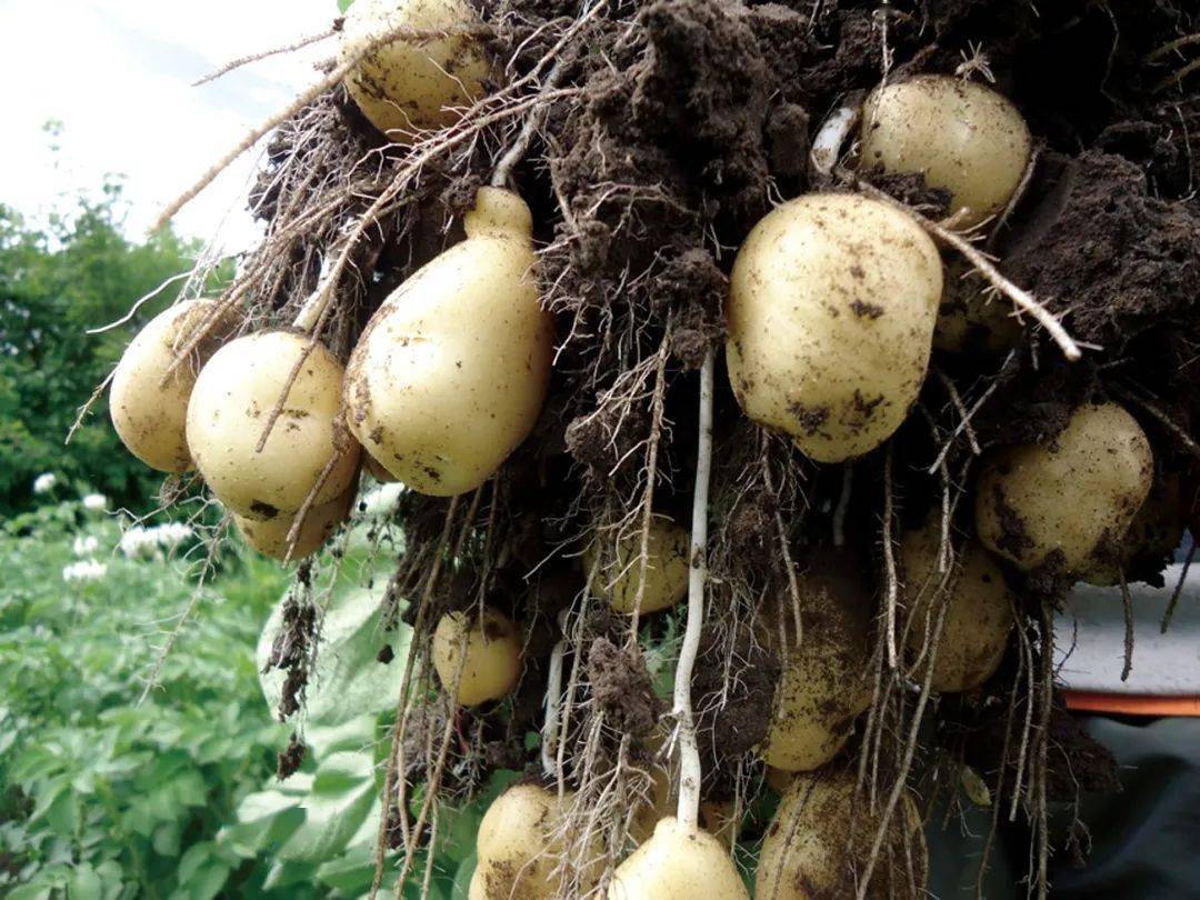 你知道比利时薯条到底哪里与众不同吗?_土豆