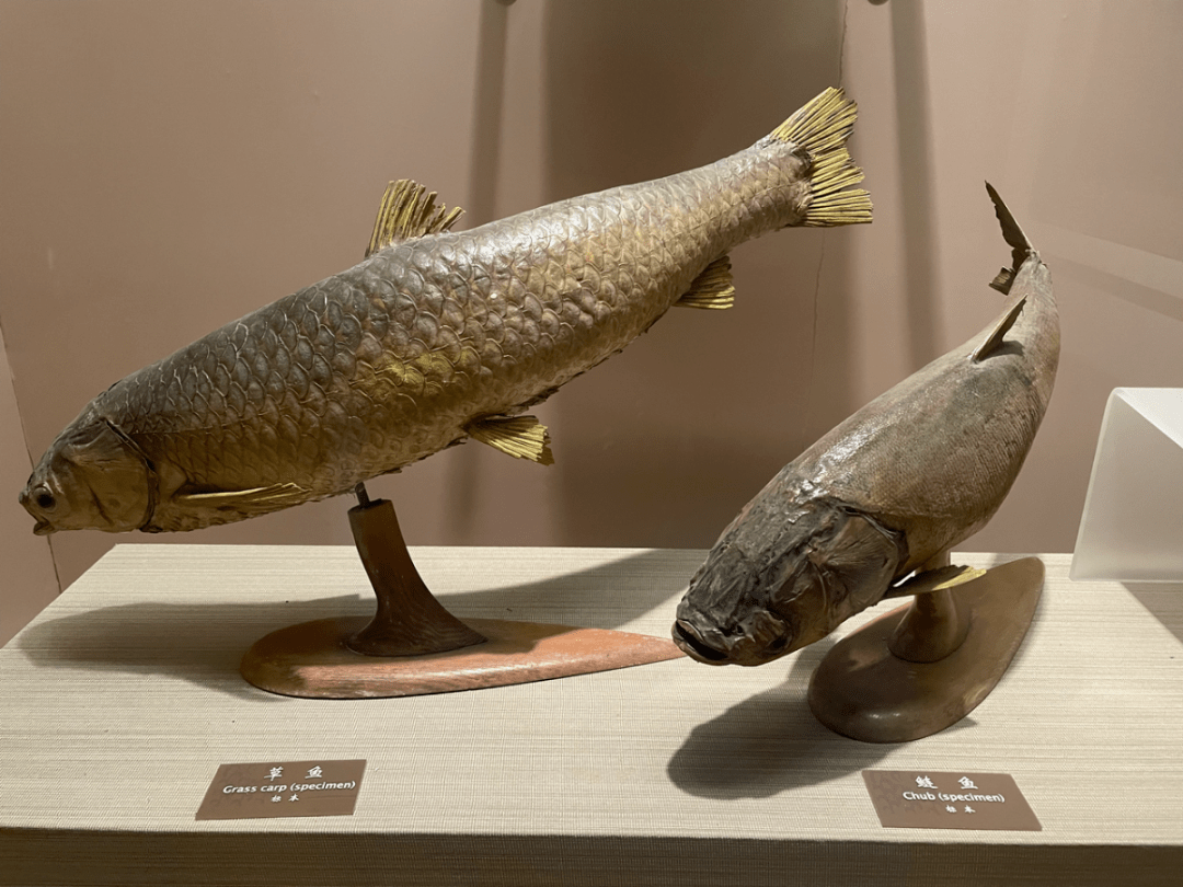 四大家鱼的标本 (拍摄于:中国农业博物馆)明清时期,根据青,草,鲢