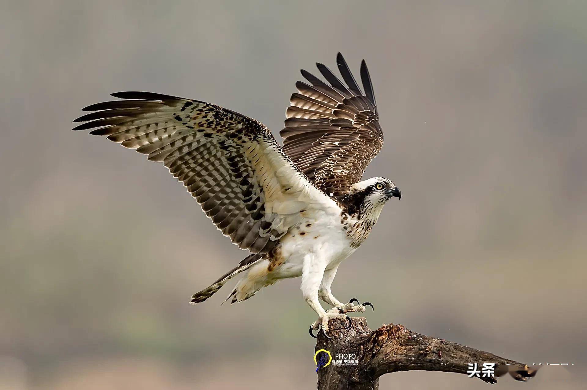 鹗渔鹰杭州翁剑敏摄影