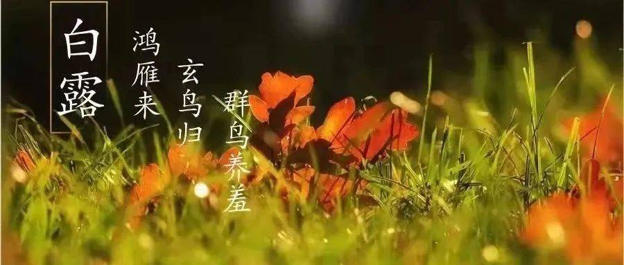 白露：露从今夜白，秋凉请添衣_秋色里