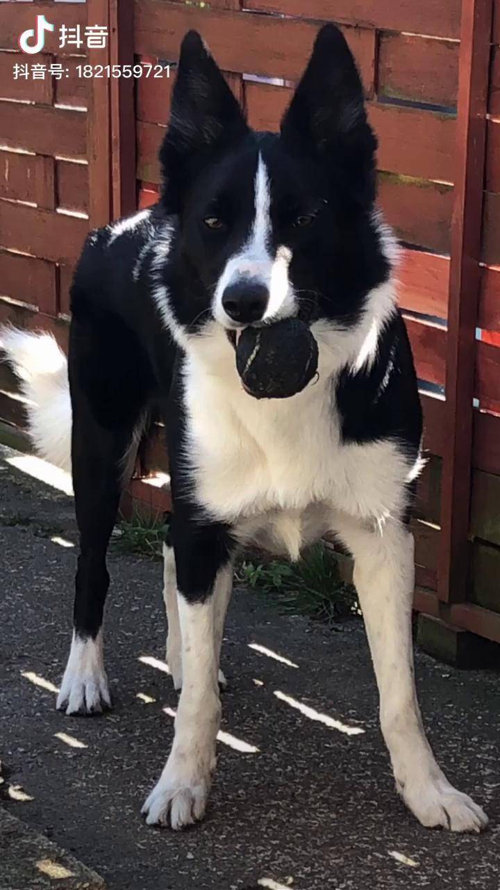 霸道总裁可酷可萌可撒娇短毛边牧